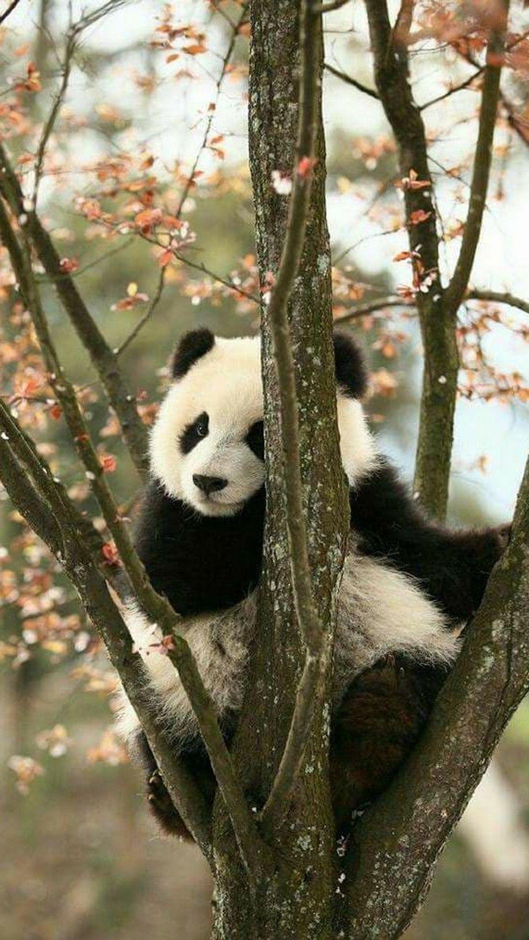 1080x1920 Panda iPhone Wallpaper HD. Best HD Wallpaper. Cute wild animals, Panda facts, Panda bear, Phone