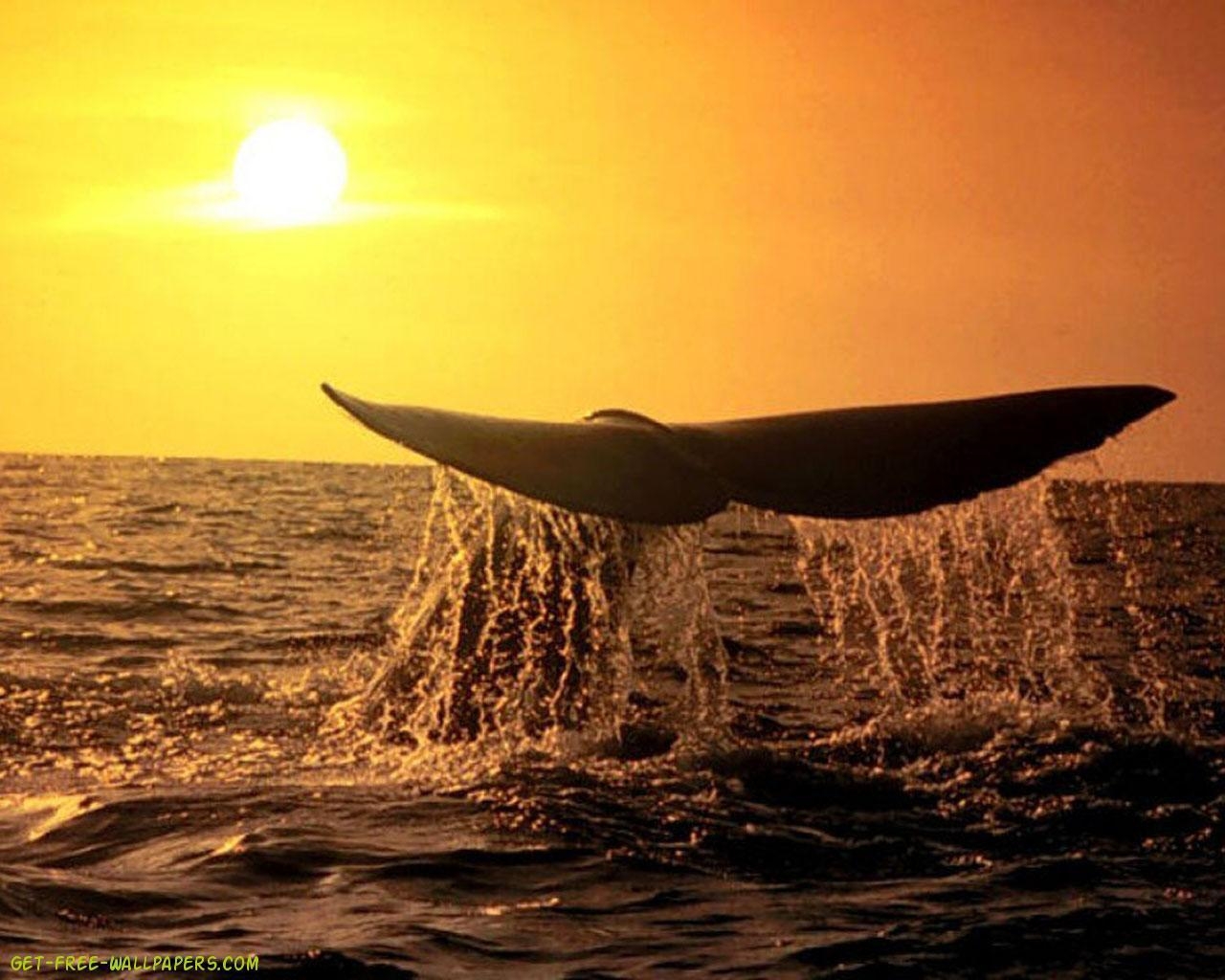 1280x1030 Download Whale Wallpaper, Desktop