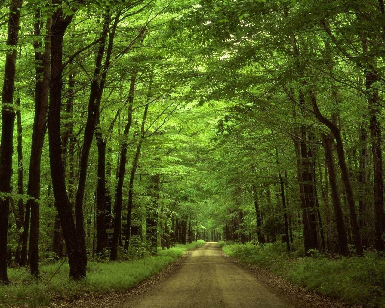 1280x1030 Forests: Wood Path Trees Woods Pennsylvania Leafy Clouds Forest, Desktop