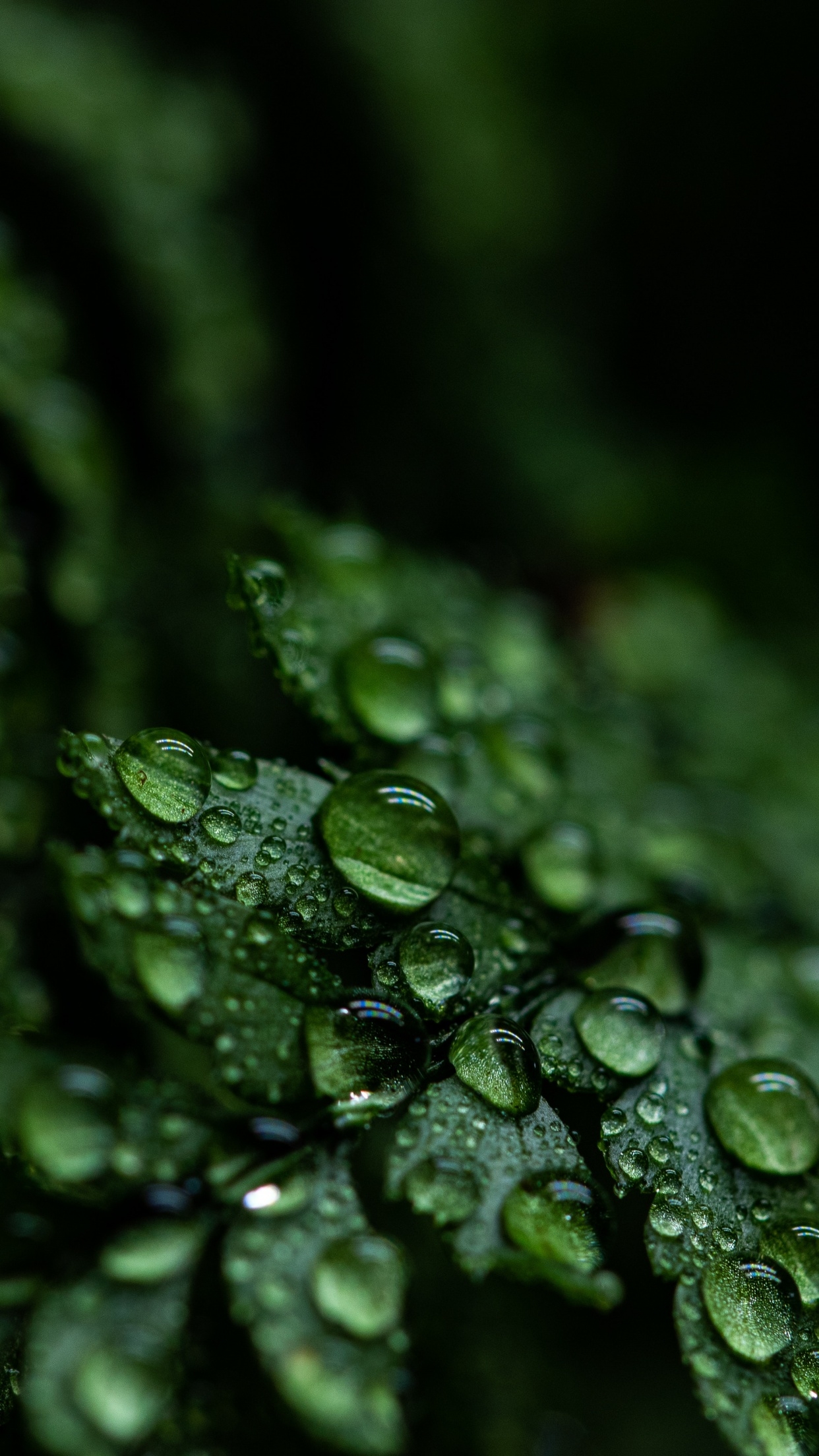 1250x2210 Leaves Wallpaper 4K, Rain drops, Dark, Plant, Droplets, Phone