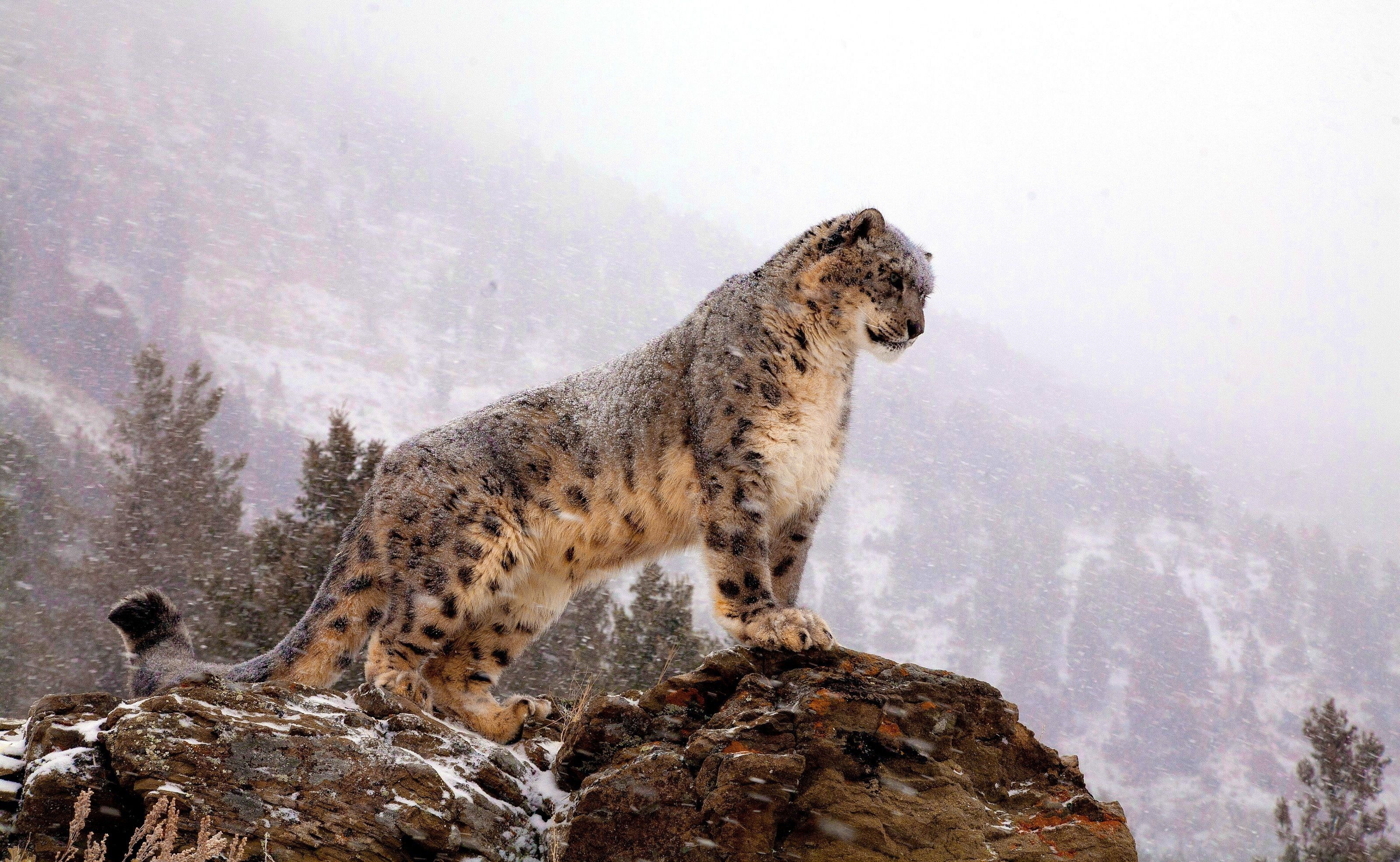 3200x1970 Snow Leopard HD Wallpaper, Desktop