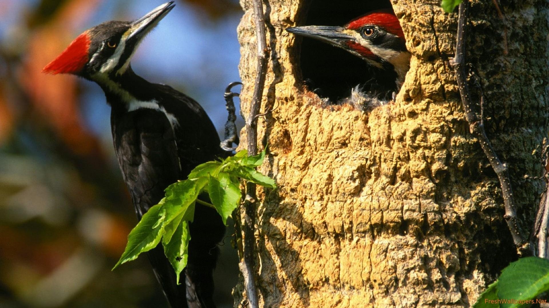 1920x1080 Woodpecker wallpaper, Desktop