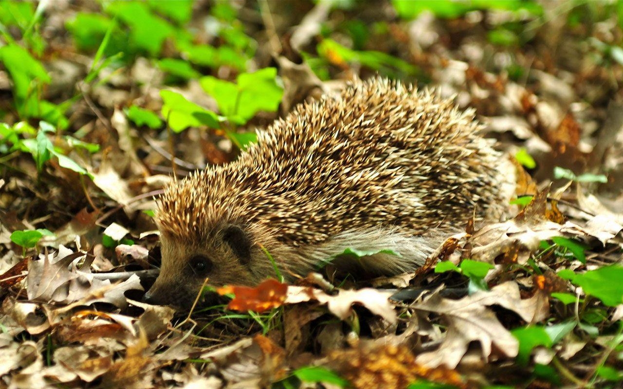 1280x800 4K Hedgehogs Wallpaper High Quality, Desktop