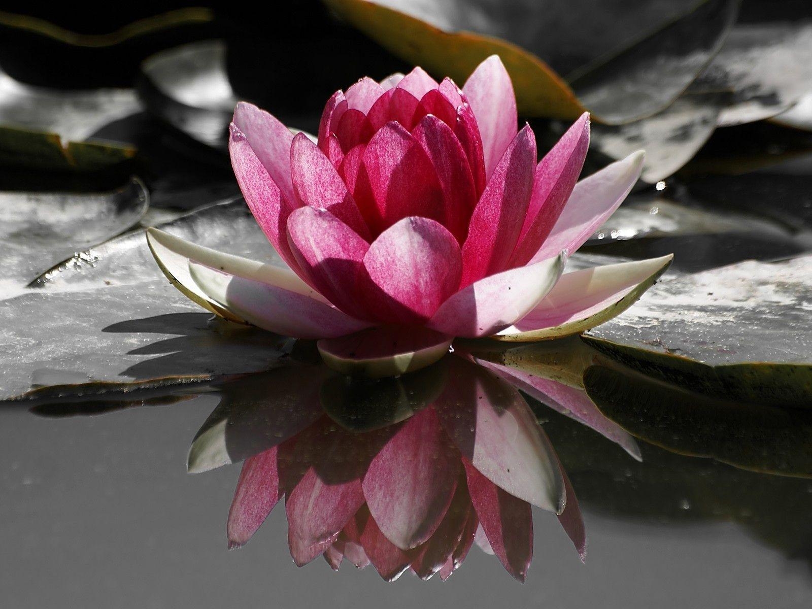 1600x1200 Lotus Flower Desktop Wallpaper. Lotus Flower Picture. Cool, Desktop