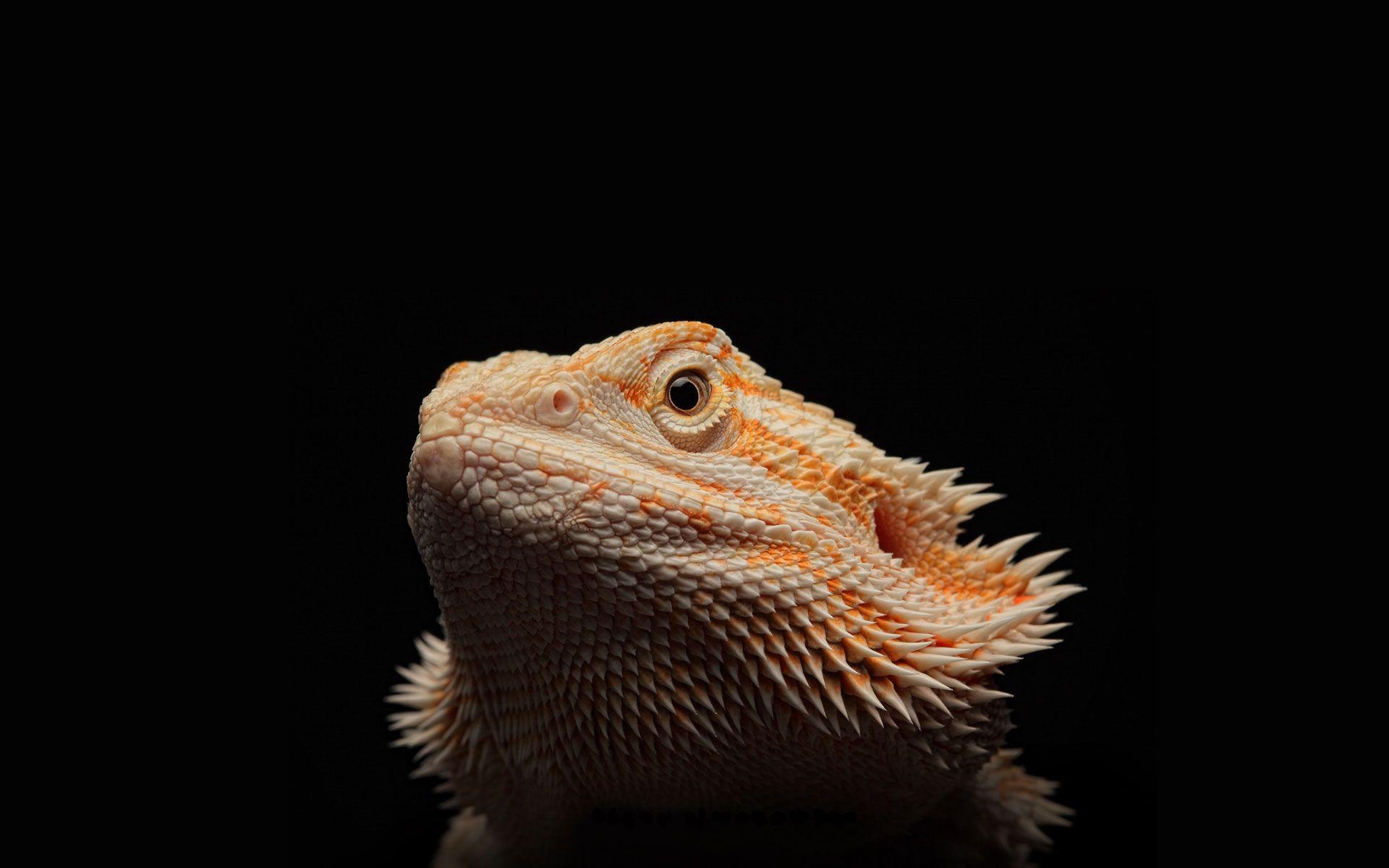 1920x1200 Bearded Dragon Wallpaper Phone Baby Pet Red Cute Full Grown Cages, Desktop