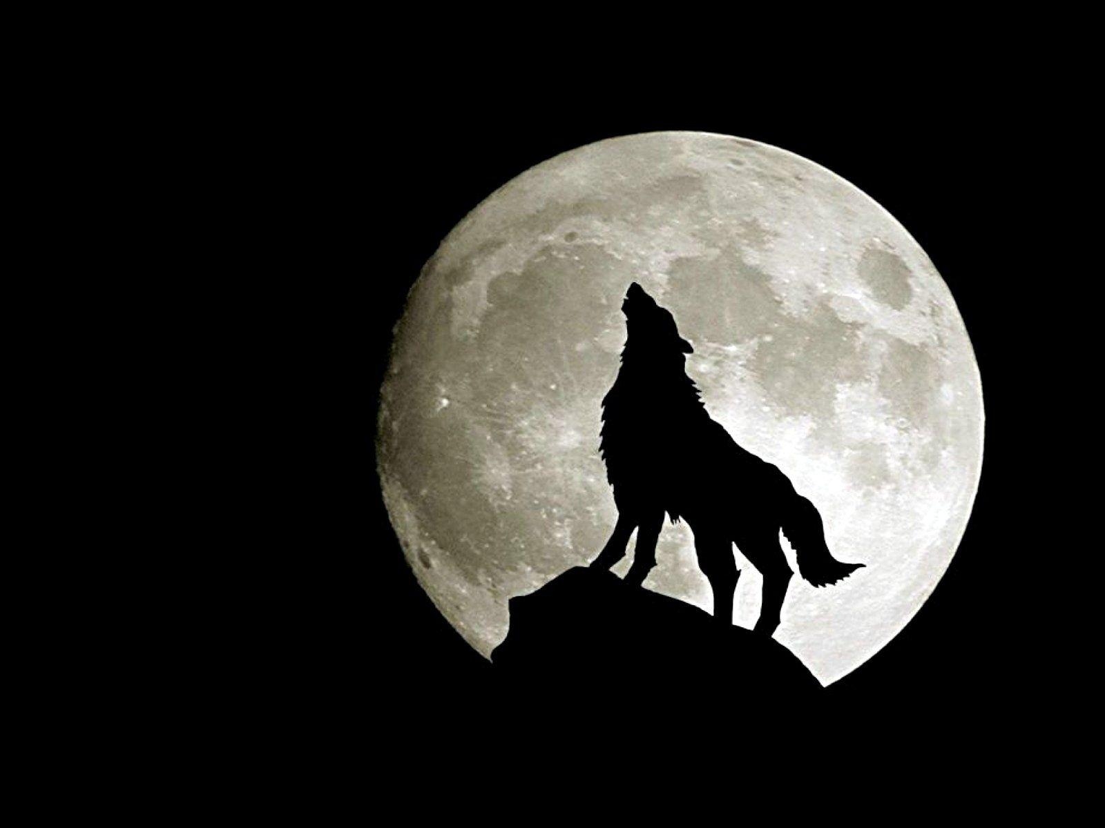 1600x1200 Twilight Wolf Wallpaper, HD Image Twilight Wolf Collection, NM.CP, Desktop