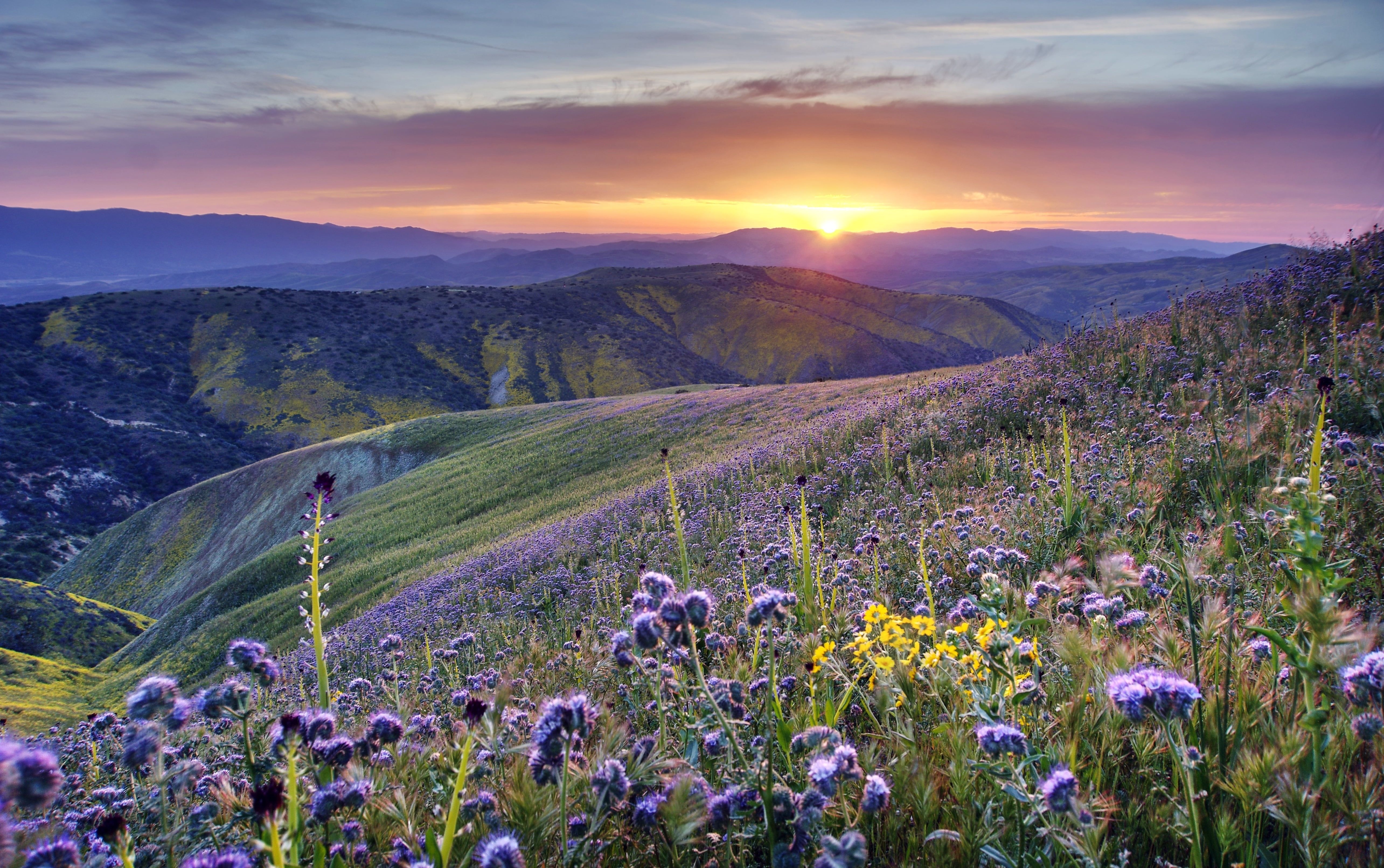 5140x3230 Purple flower field during sunrise, california HD wallpaper, Desktop