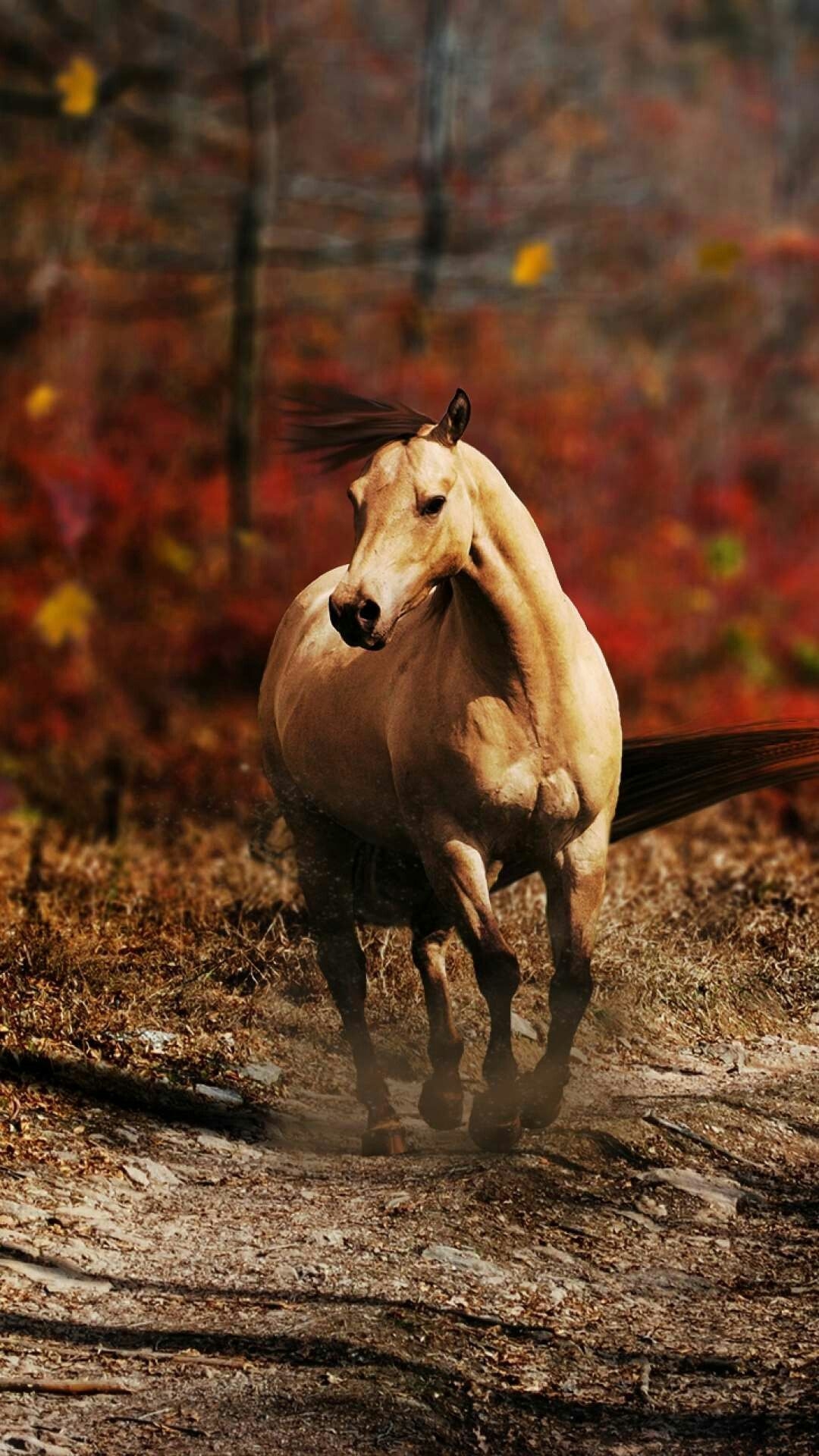 1080x1920 Autumn Filly. Horses, Horse wallpaper, Running horses, Phone