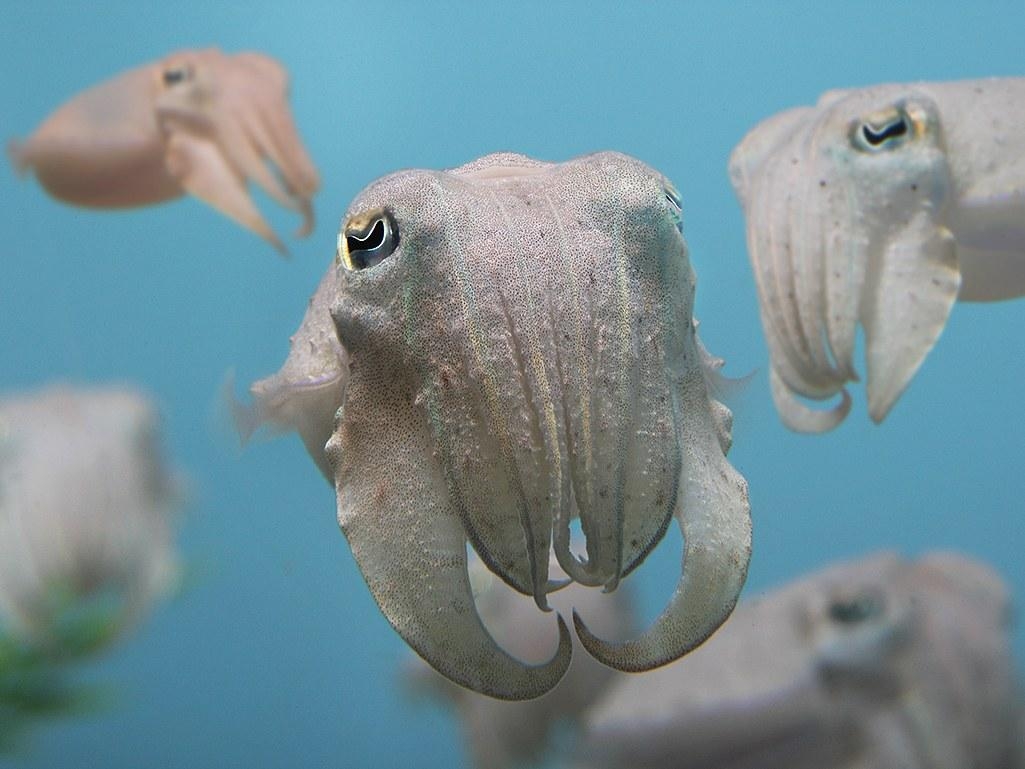 1030x770 Absurd Creature Of The Week: Cross Dressing Cuttlefish Puts, Desktop