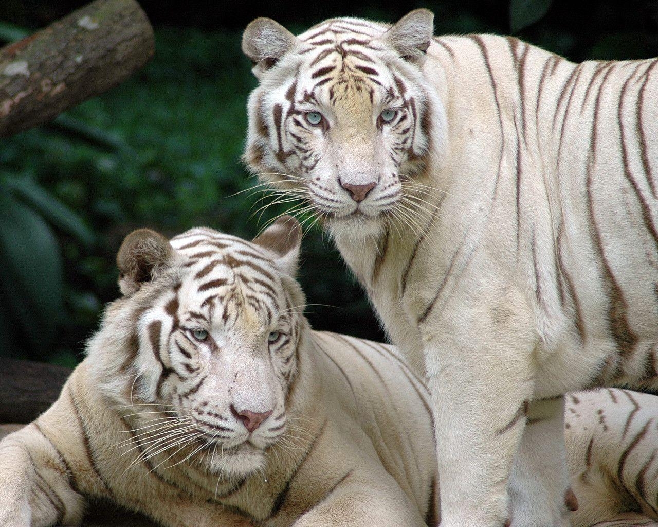 1280x1030 White Bengal Tigers Wallpaper HD, Desktop