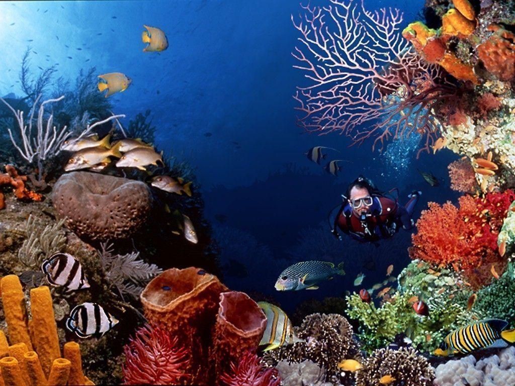 1030x770 Ocean Life Wallpaper, Desktop