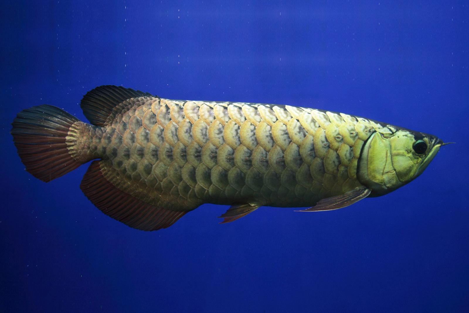 1600x1070 How to Use Arowana Fish in Feng Shui, Desktop