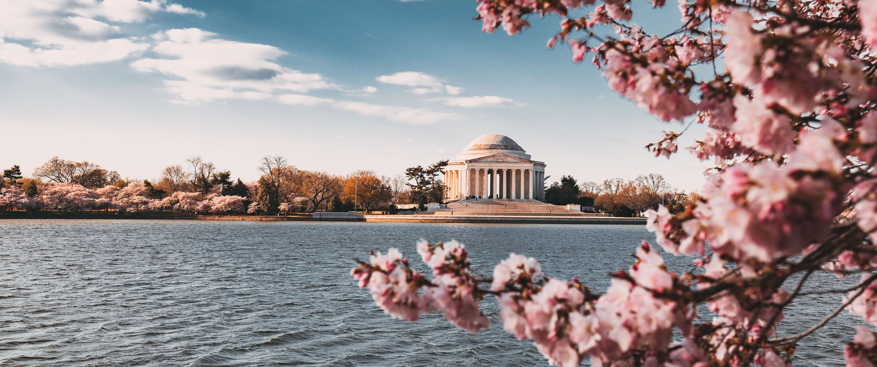 3440x1440 Cherry Blossom DC 21:9 Wallpaper. Ultrawide Monitor 21:9 Wallpaper, Dual Screen