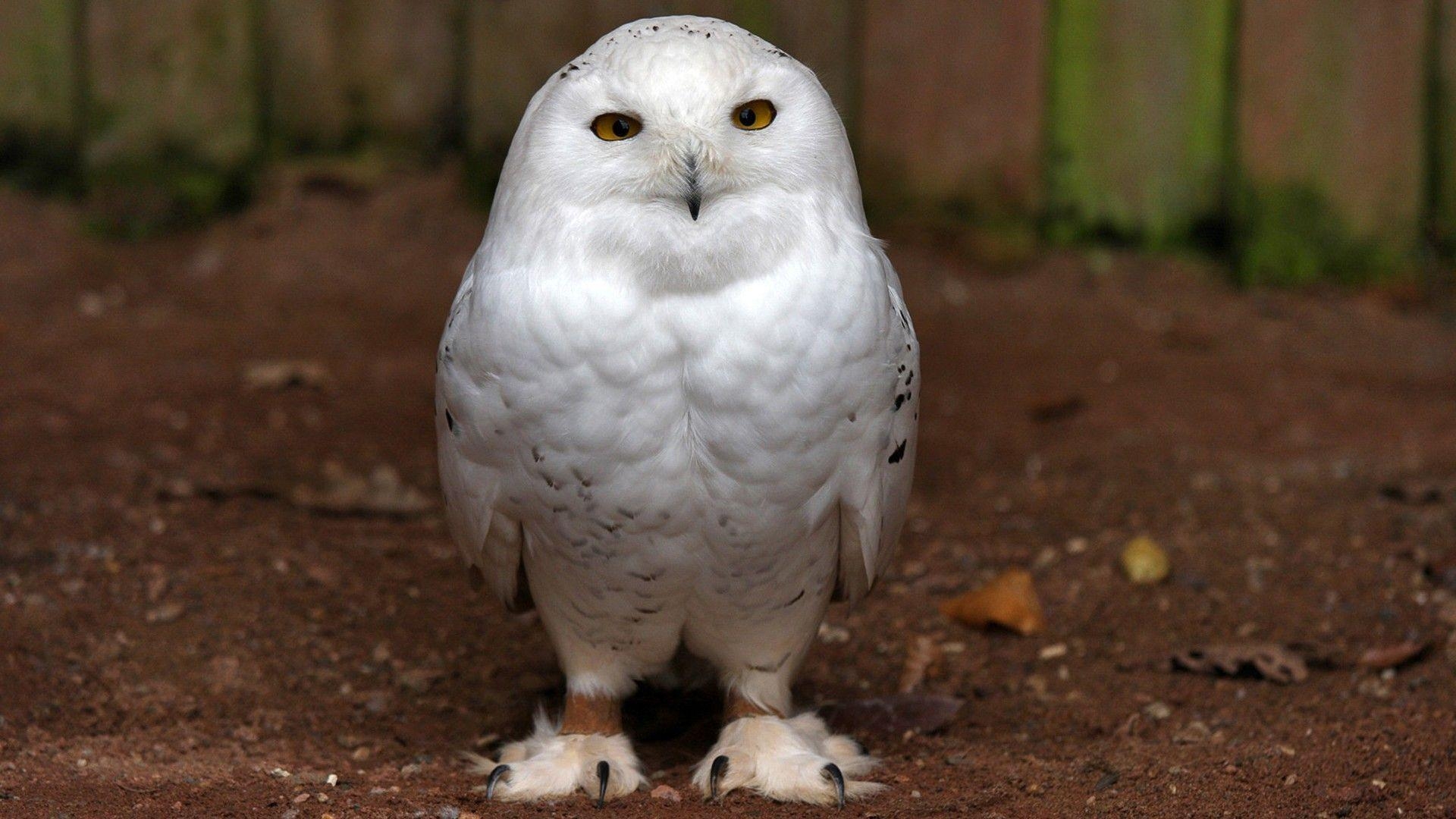 1920x1080 White Owl Widescreen Wallpaper Wallpaper Inn, Desktop