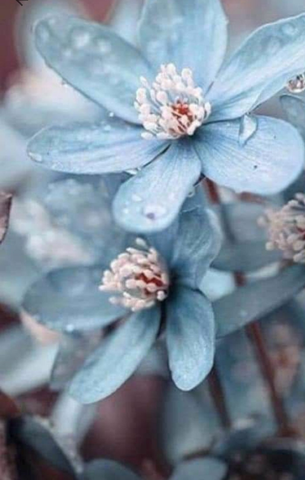 1000x1580 missi on Twitter. Blue flower wallpaper, Beautiful flowers, Trendy flowers, Phone