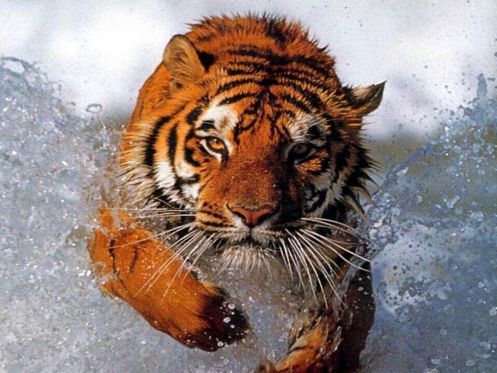 1030x770 Tiger wallpaper, Desktop