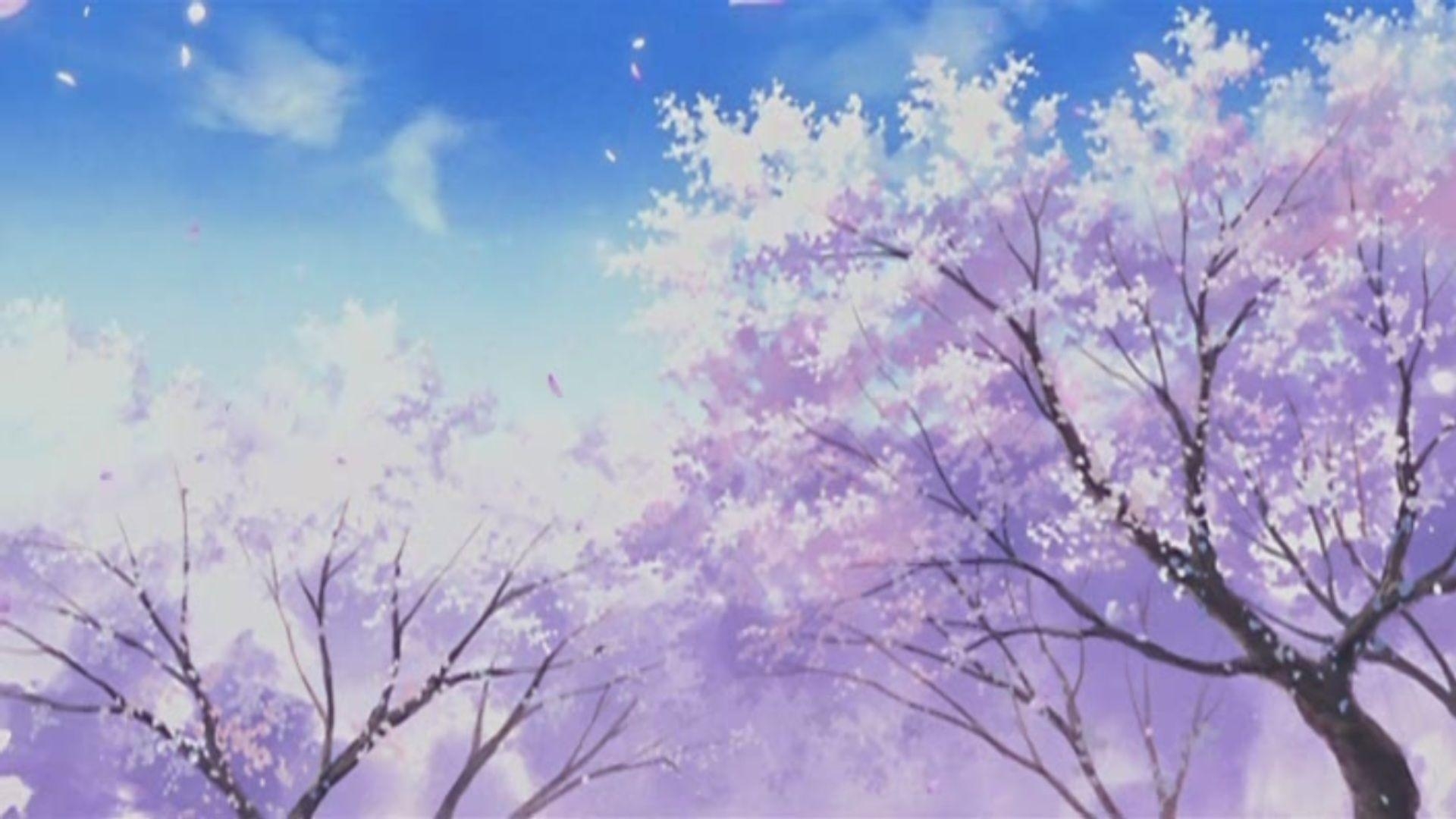 1920x1080 Cherry Blossom Anime Scenery Wallpaper Free Download, Desktop