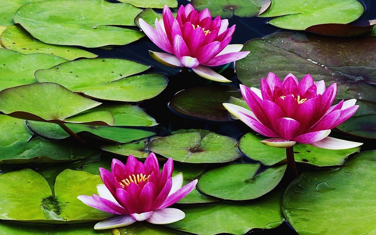 1280x800 Water Lily Flower HD Wallpaper. Picture of Water Lily Flowers, Desktop