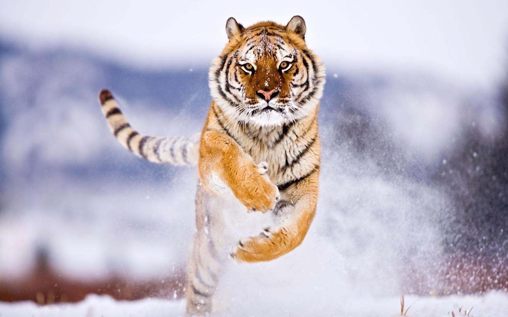 1680x1050 Tiger Wallpaper. Latest HD Wallpaper, Desktop