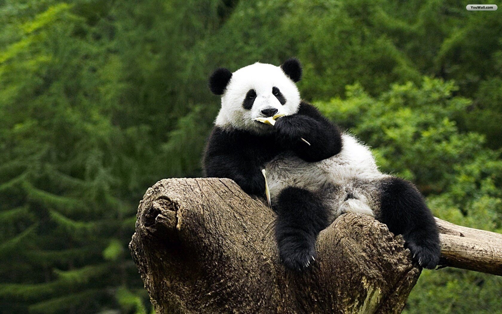 1680x1050 Panda Wallpaper for Laptops, Desktop