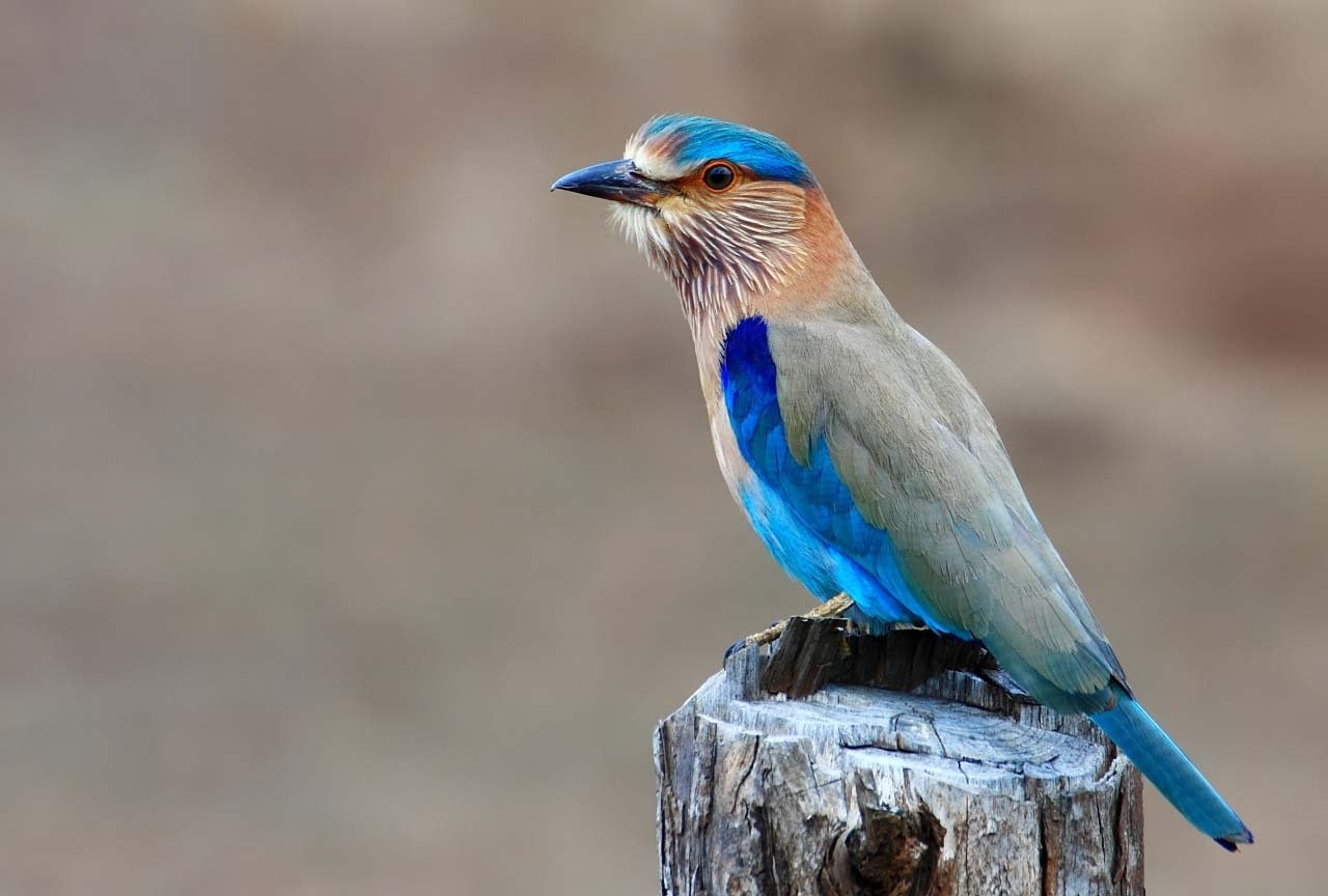 1280x870 Indian Roller Birds Picture, Desktop