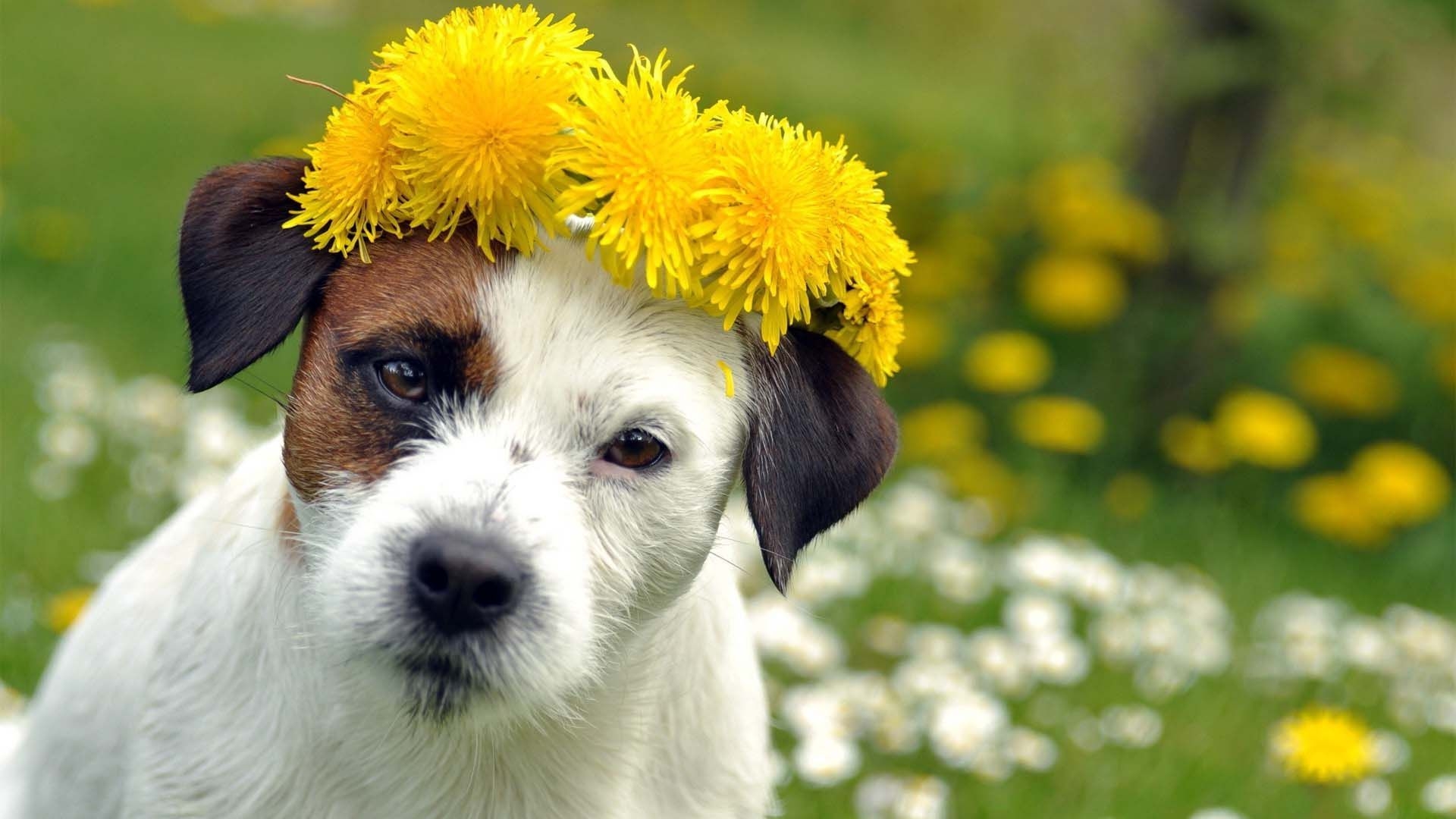 1920x1080 Dog In A Flower Garden Wallpaper, Desktop