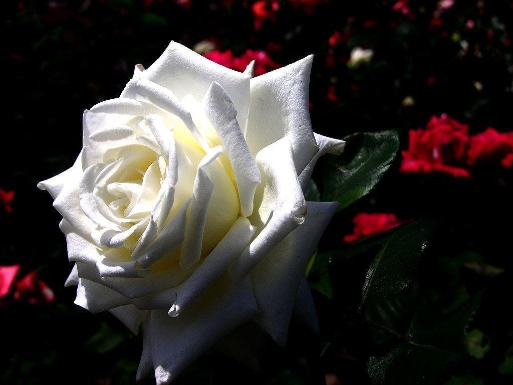 1030x770 Flowers For > White Rose Wallpaper For Facebook, Desktop