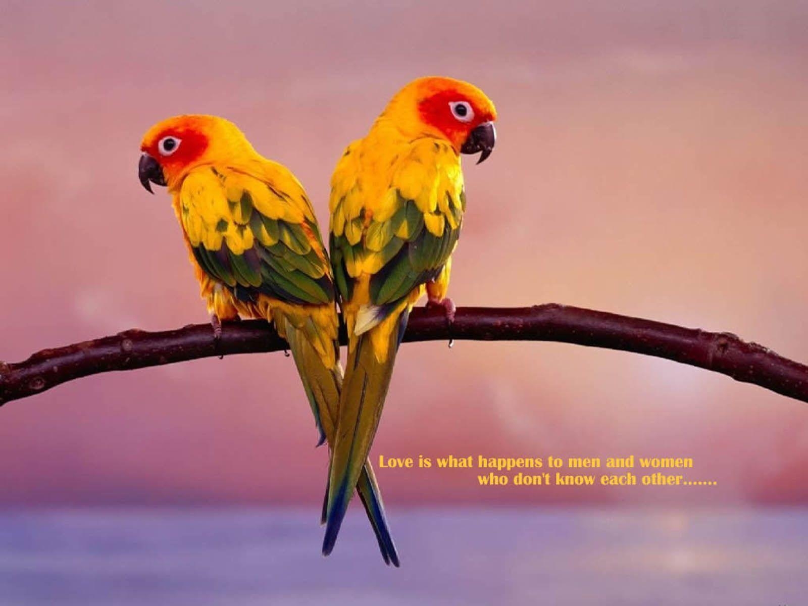 1600x1200 wallpaper: Love Birds Wallpaper, Desktop