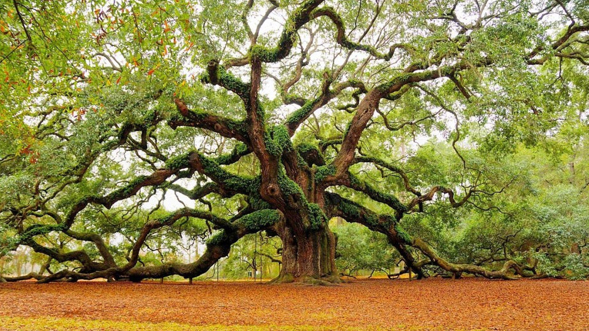 1920x1080 Wallpaper of impressive angel oak Stock Free Image, Desktop