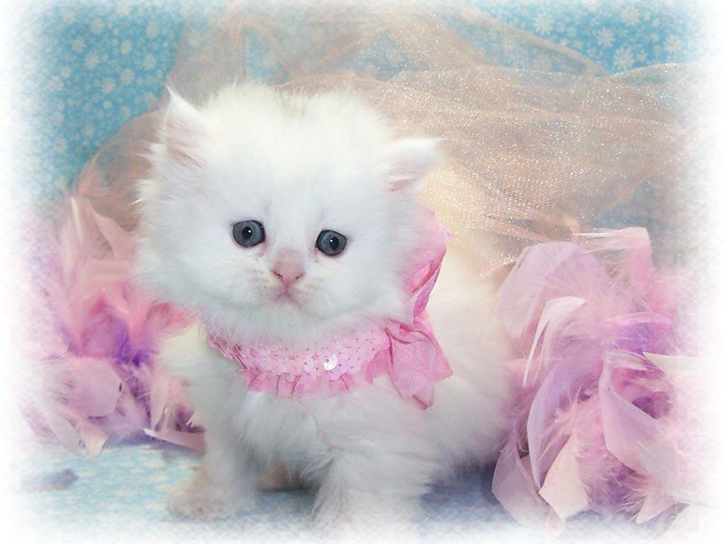 1030x770 Cute White Cat Wallpaper For Desktop, Desktop