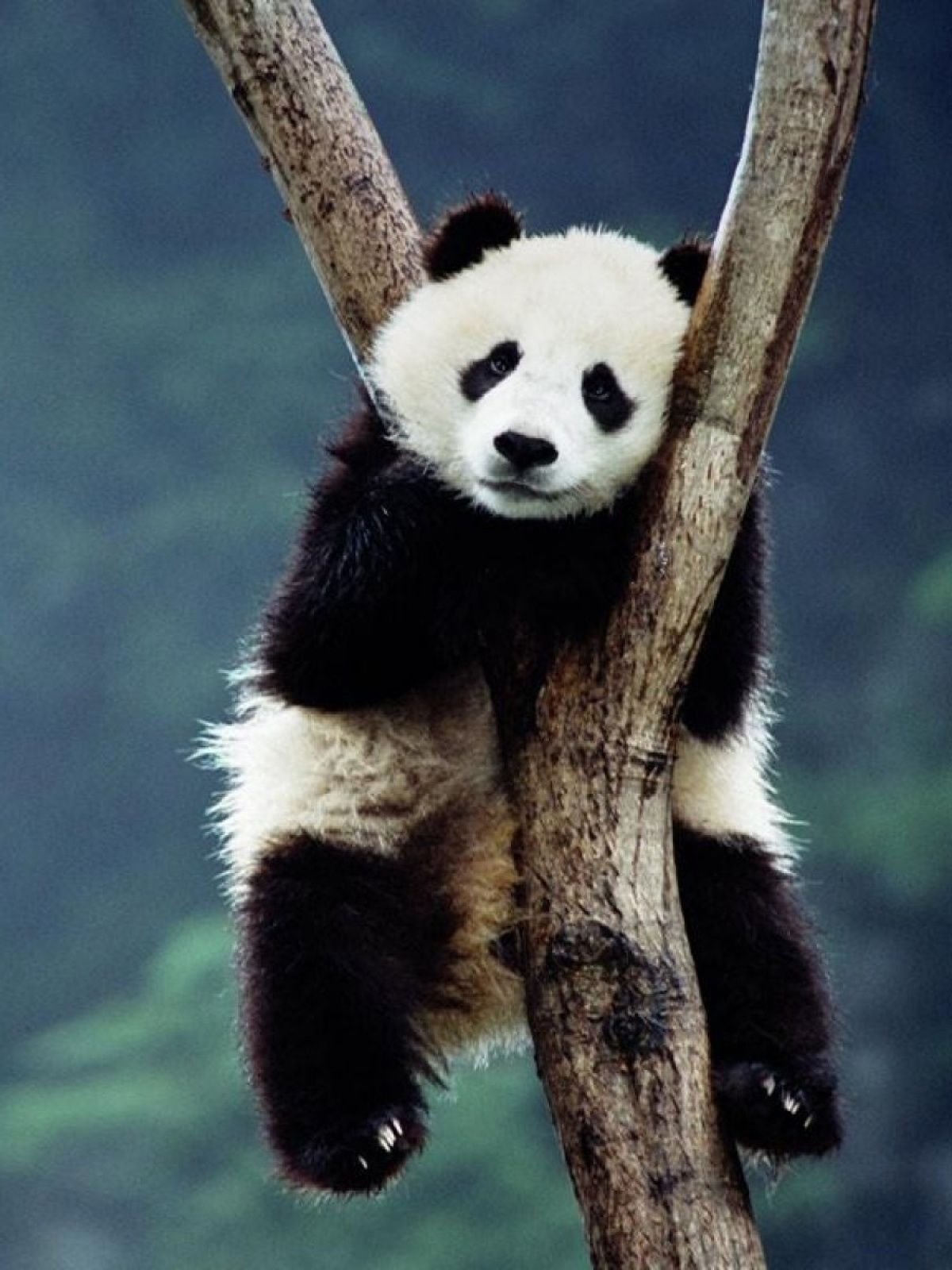 1200x1600 Panda Mobile Wallpaper, Phone