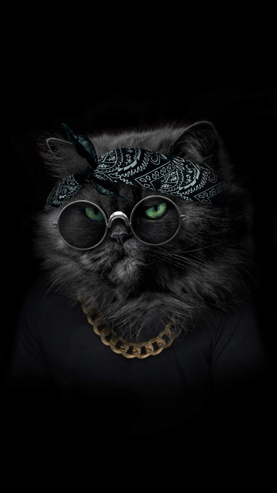 900x1600 Gangster Kitten iPhone Wallpaper. Animal wallpaper, Cat phone wallpaper, Cute cat wallpaper, Phone