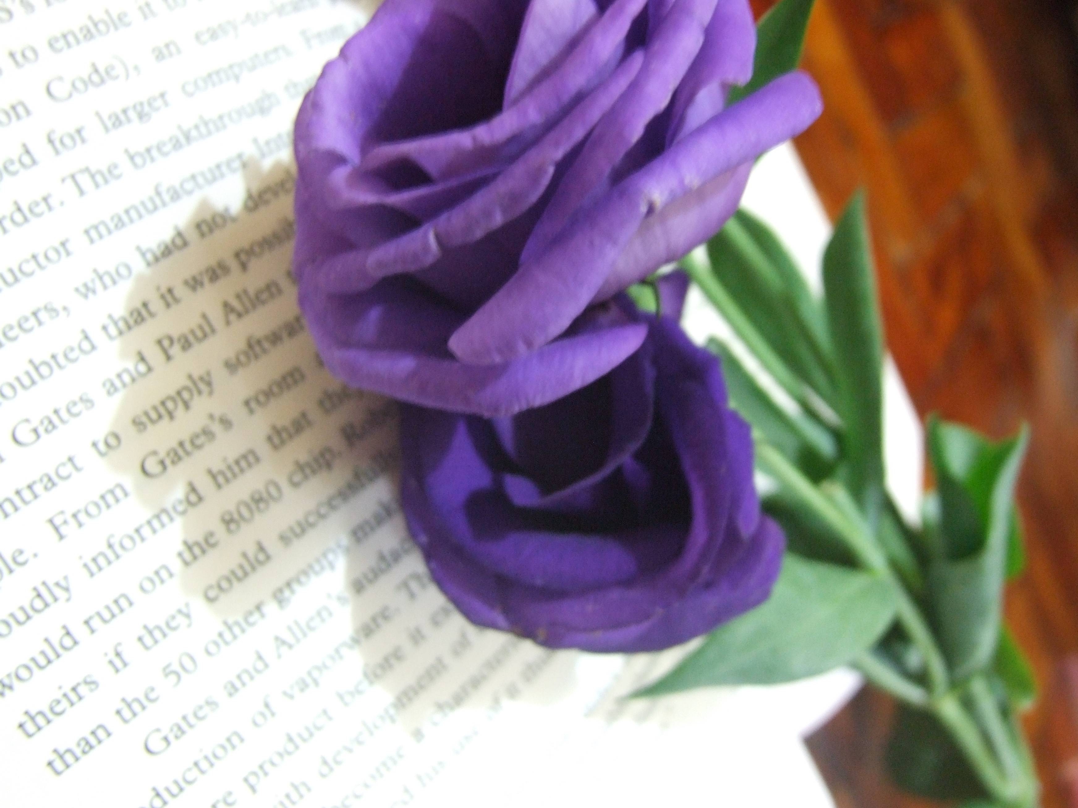 3490x2620 Magnificent Purple Roses, Desktop