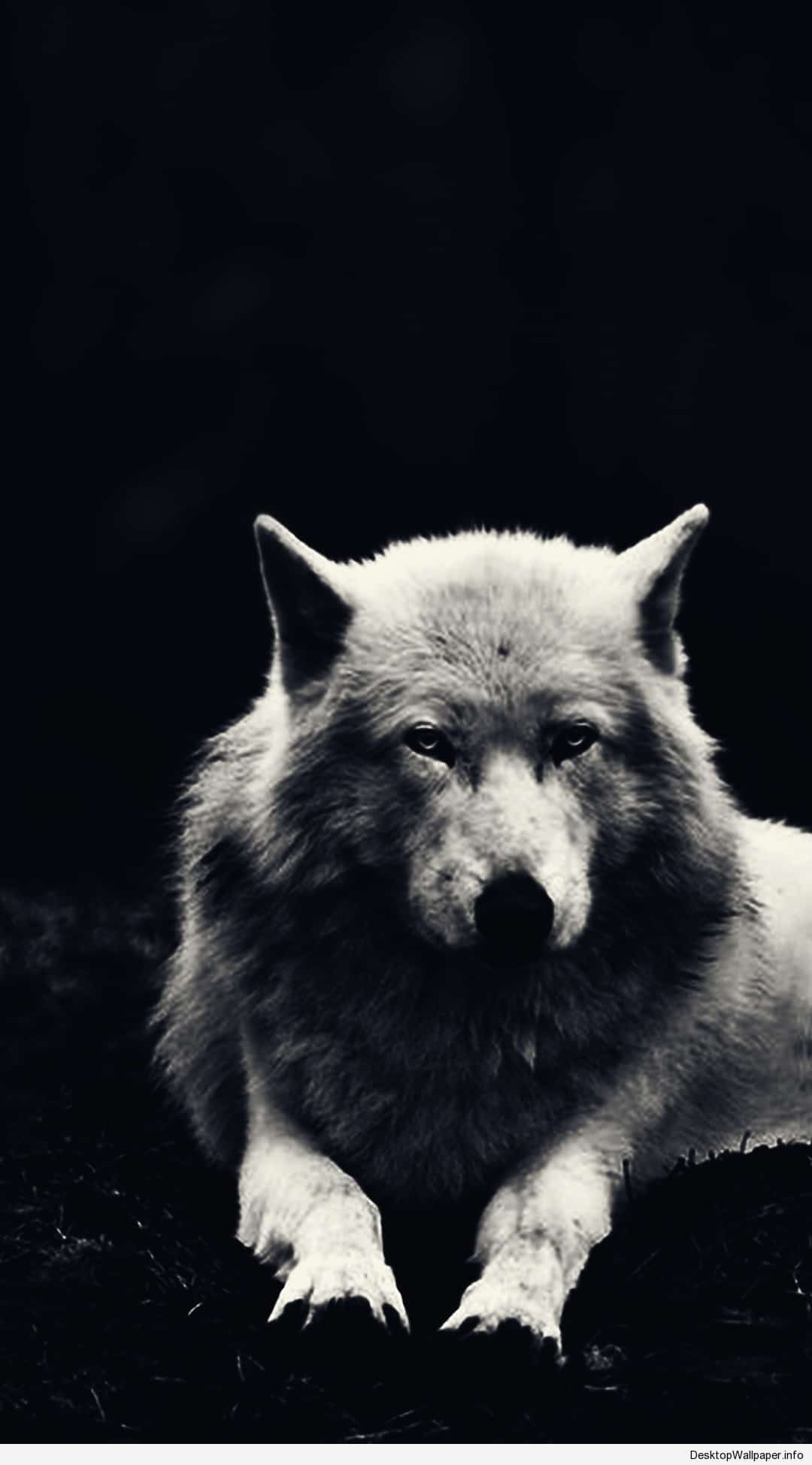 1080x1950 Wolf Phone Wallpaper Free Wolf Phone Background, Phone