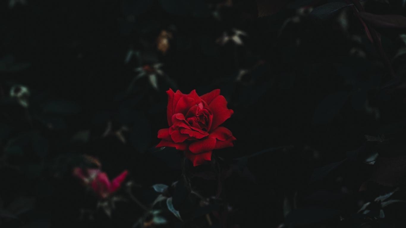 1370x770 Download wallpaper  rose, bud, flower, dark background, Desktop