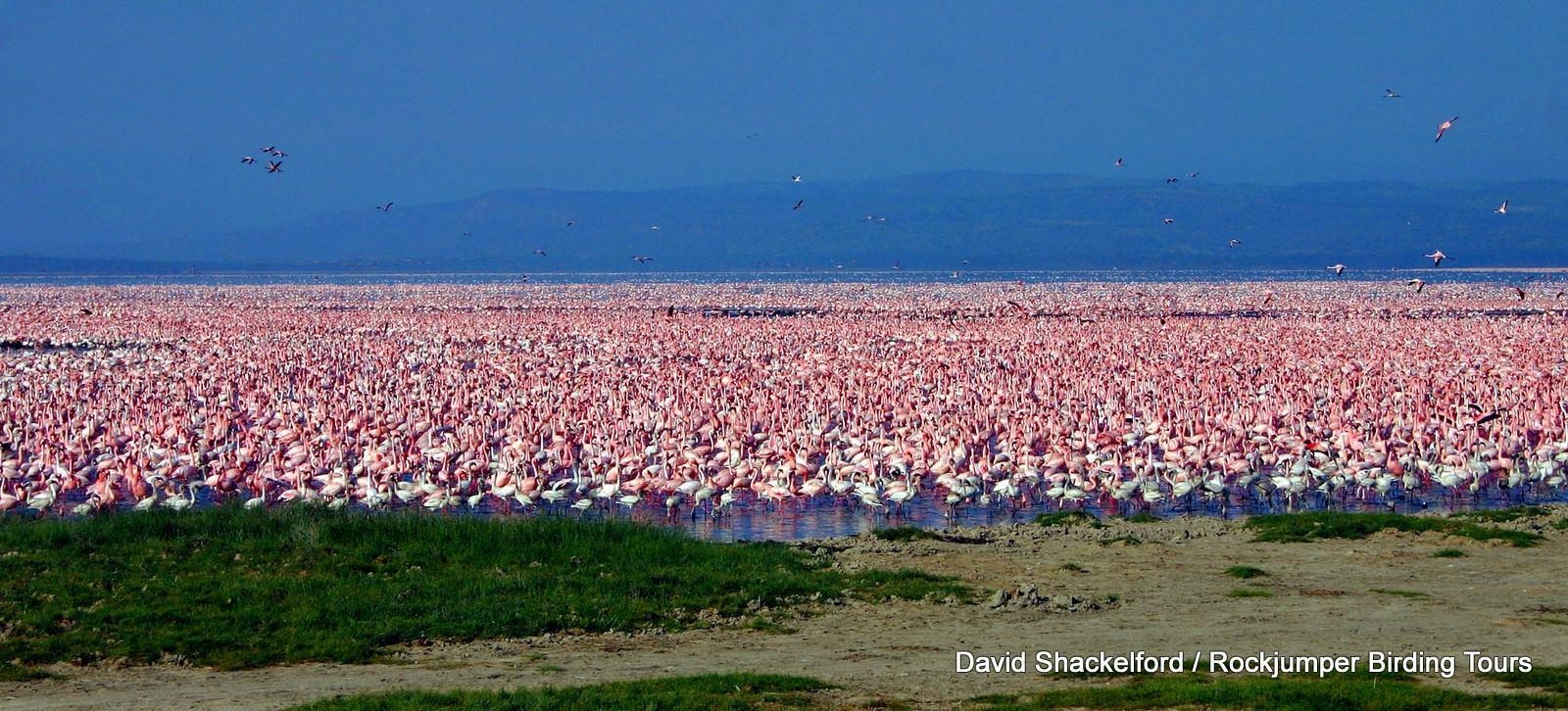 1600x730 Message From A 50 Year Old Flamingo, Dual Screen