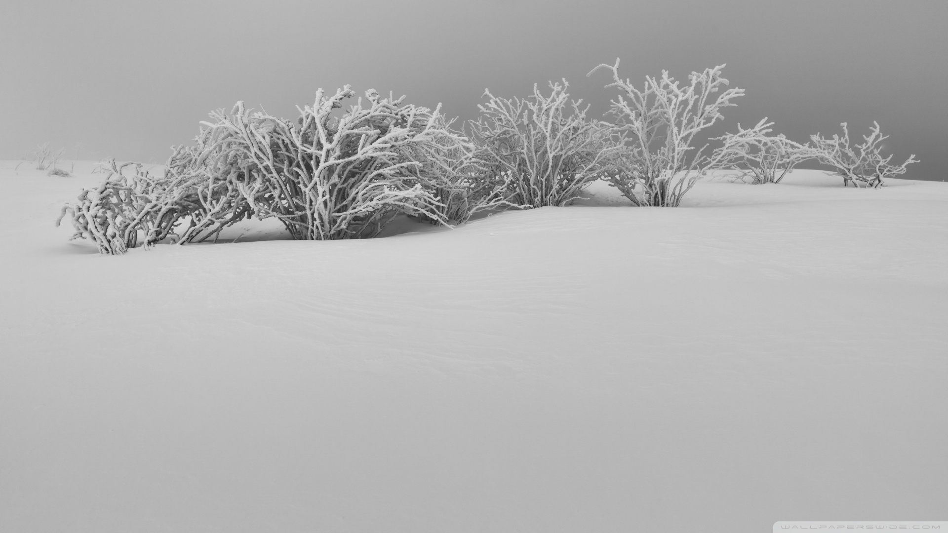 1920x1080 Winter White Snow Aesthetic Black and White Ultra HD Desktop Background Wallpaper for 4K UHD TV, Widescreen & UltraWide Desktop & Laptop, Multi Display, Dual Monitor, Tablet, Desktop