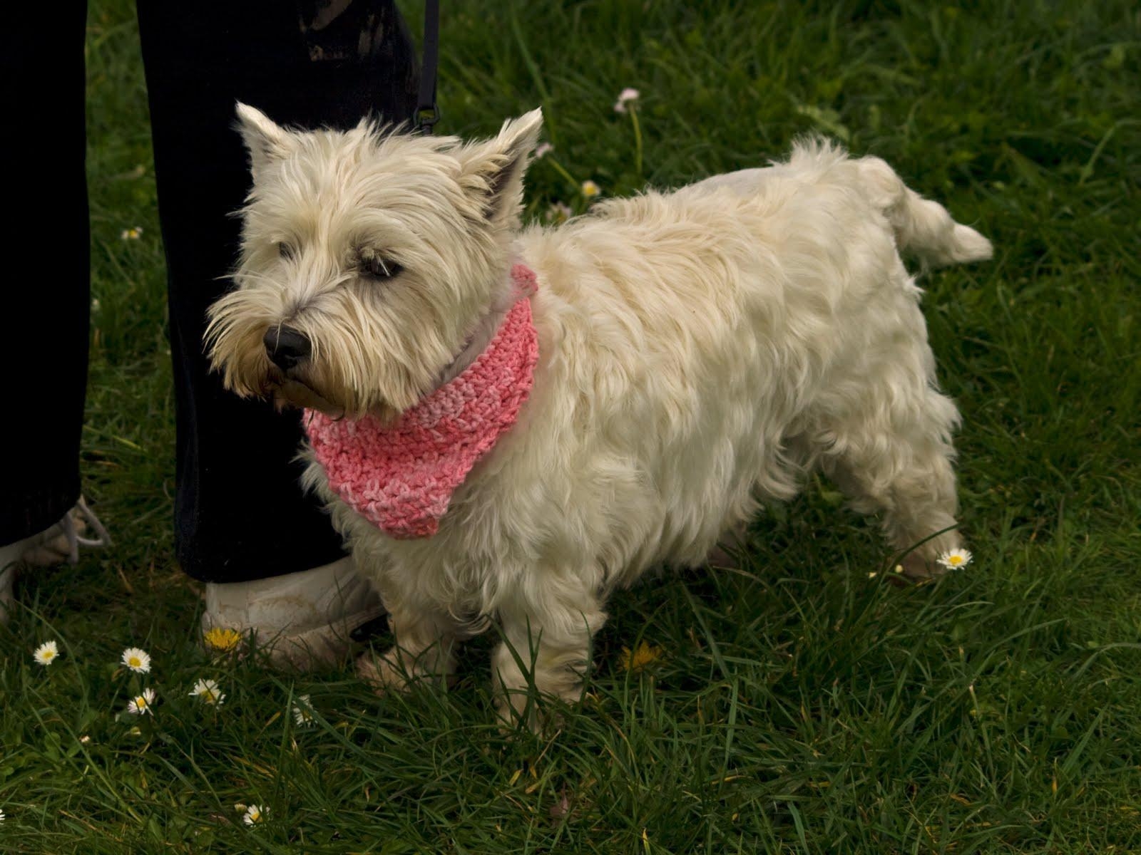 1600x1200 Wallpaper Background: Westie Dog, Desktop