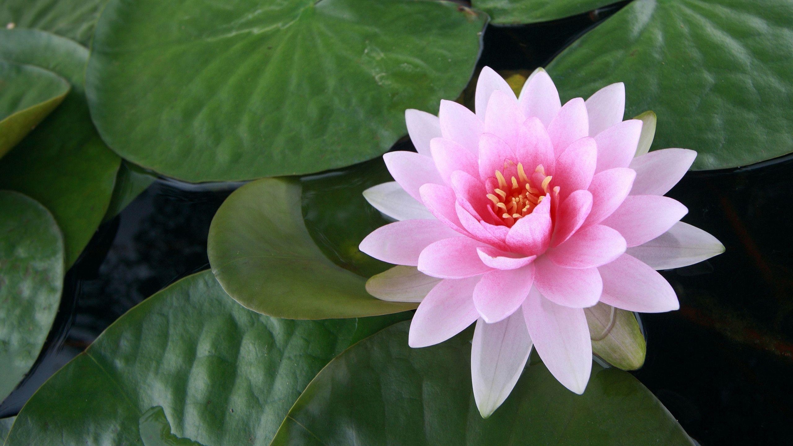 2560x1440 Wallpaper For > Wallpaper Of Lotus Flower, Desktop