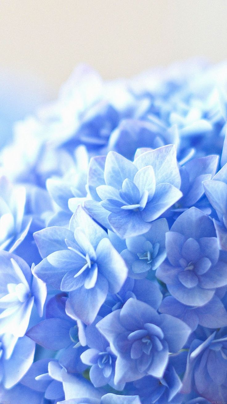 740x1310 blue flower wallpaper for iphone. Flower iphone wallpaper, Blue flower wallpaper, Flower background iphone, Phone