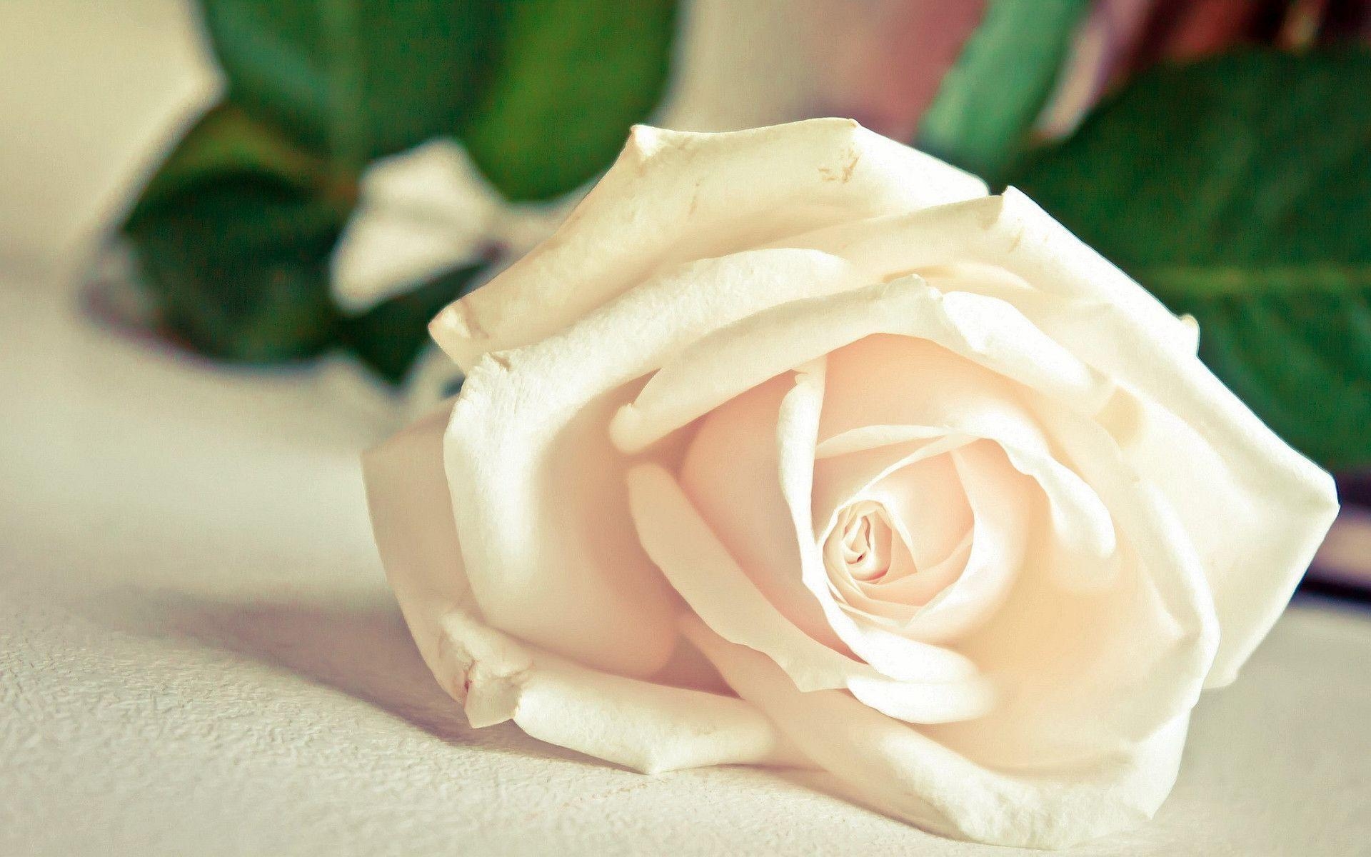 1920x1200 Abstract White Rose Wallpaper, Desktop