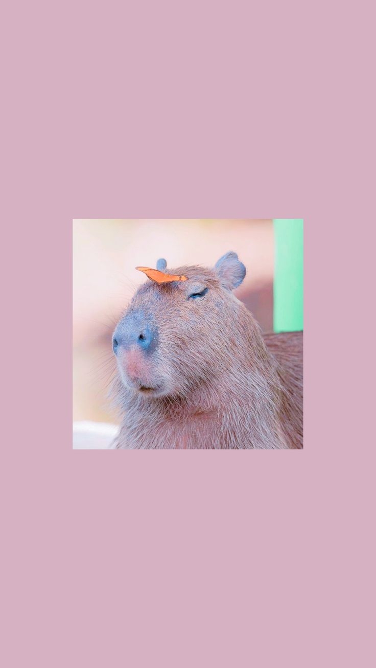 740x1310 wallpaper capybara. Капибара, Обои, Phone