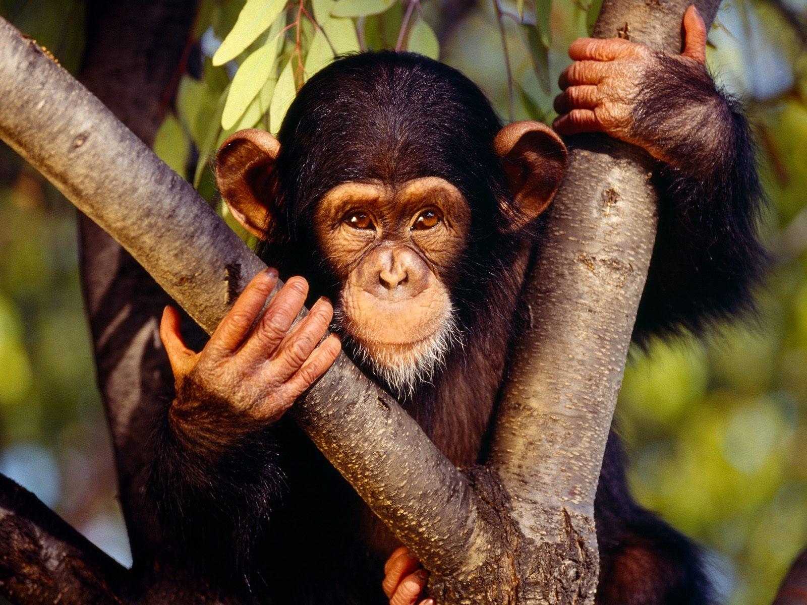 1600x1200 Chimpanzee Wallpaper and Background Imagex1200, Desktop