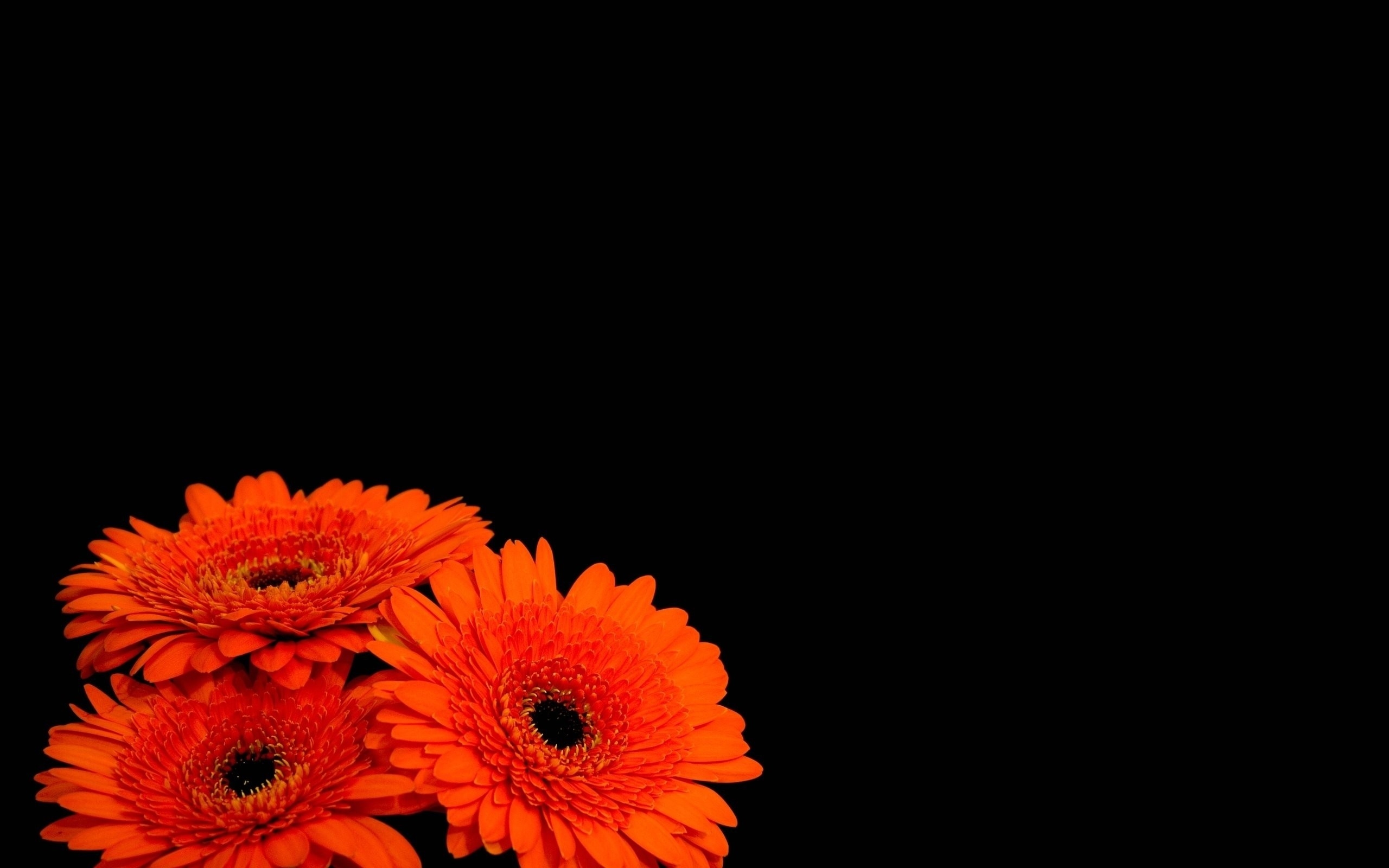 2560x1600 Flowers black background orange flowers wallpaper, Desktop