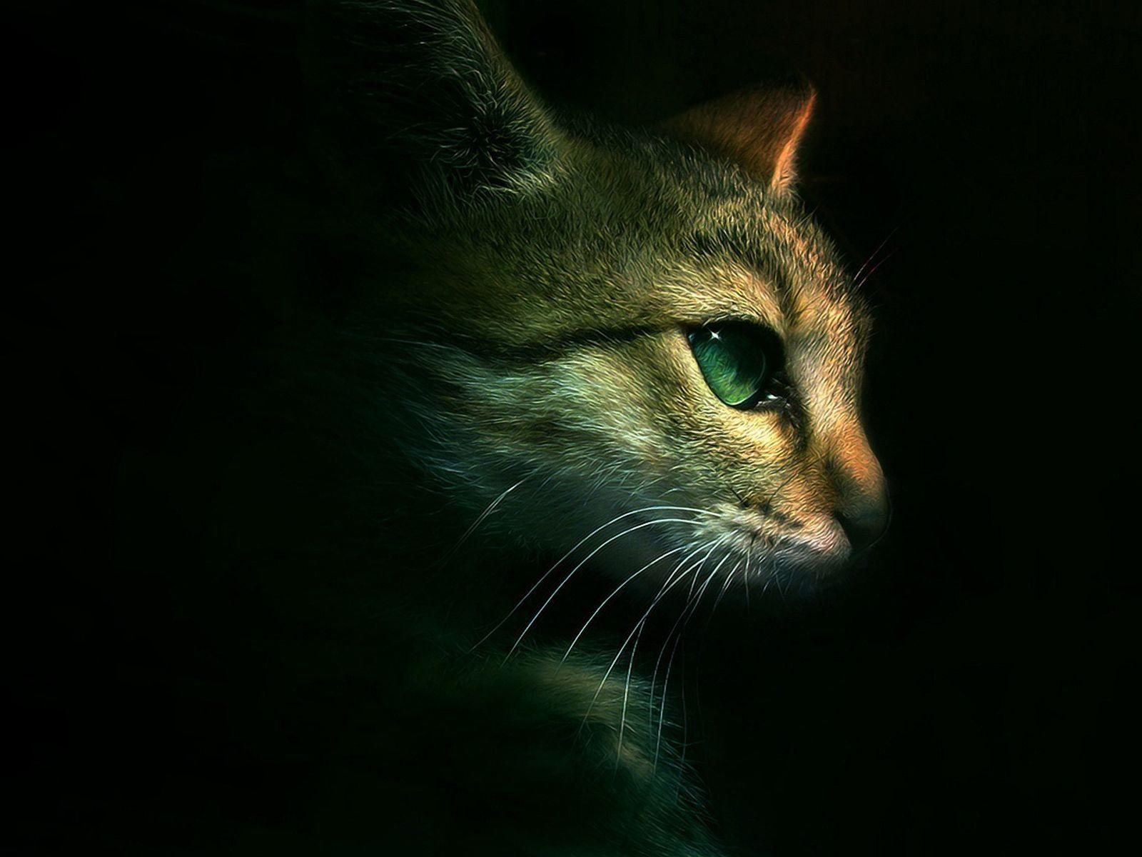 1600x1200 Download Free Warrior Cats Background, Desktop