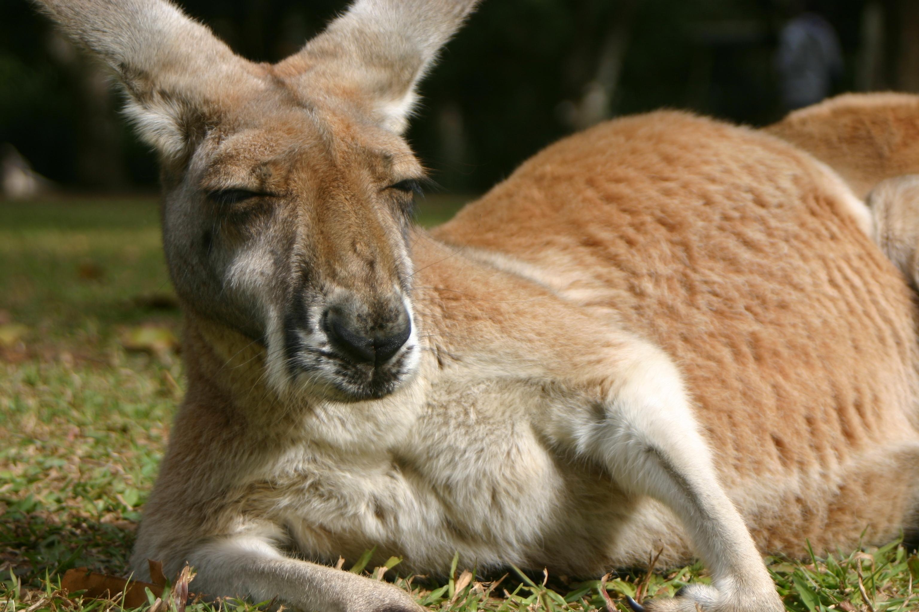 3080x2050 Kangaroo Wallpaper, Desktop