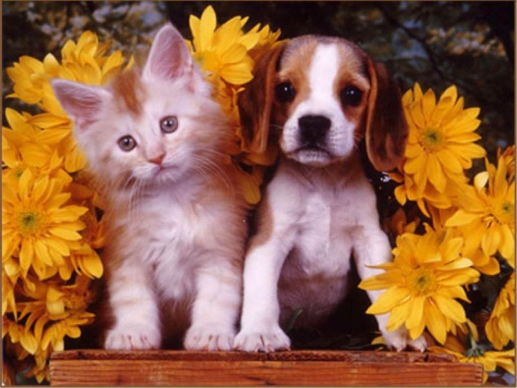 1030x770 Cute Puppy And Kitten Wallpaper, Desktop