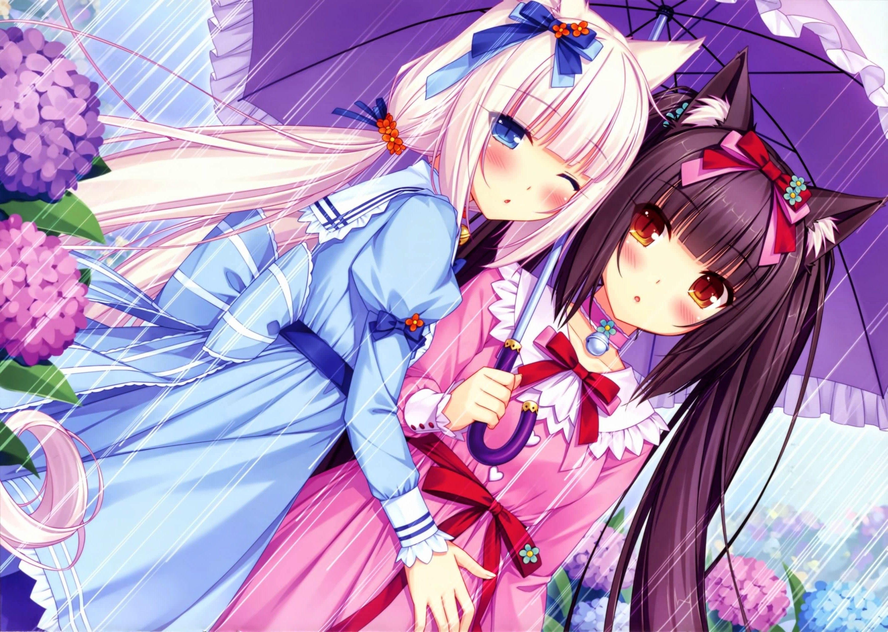 3490x2480 Nekopara Wallpaper 16 X 2478, Desktop