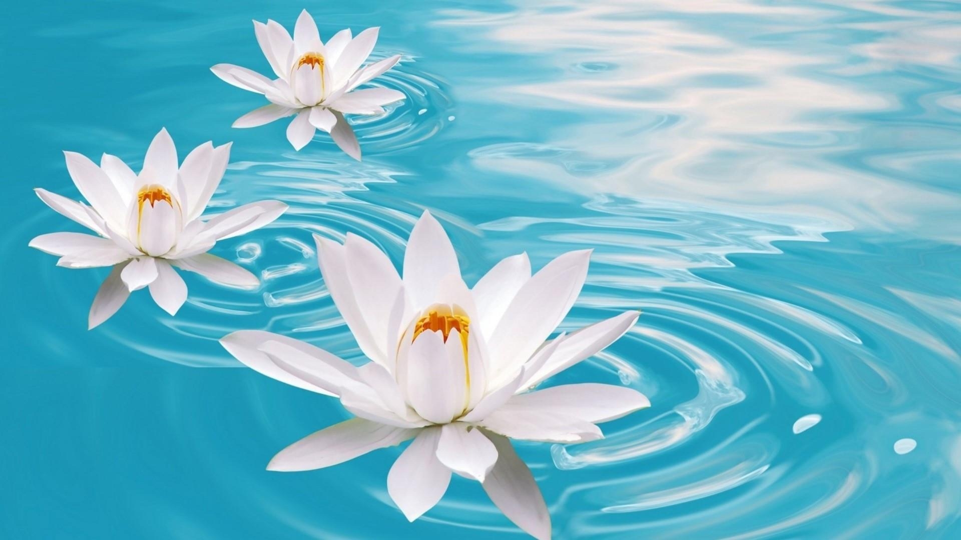 1920x1080 White Lotus Flowers In The Blue Water Wallpaper. Wallpaper Studio, Desktop