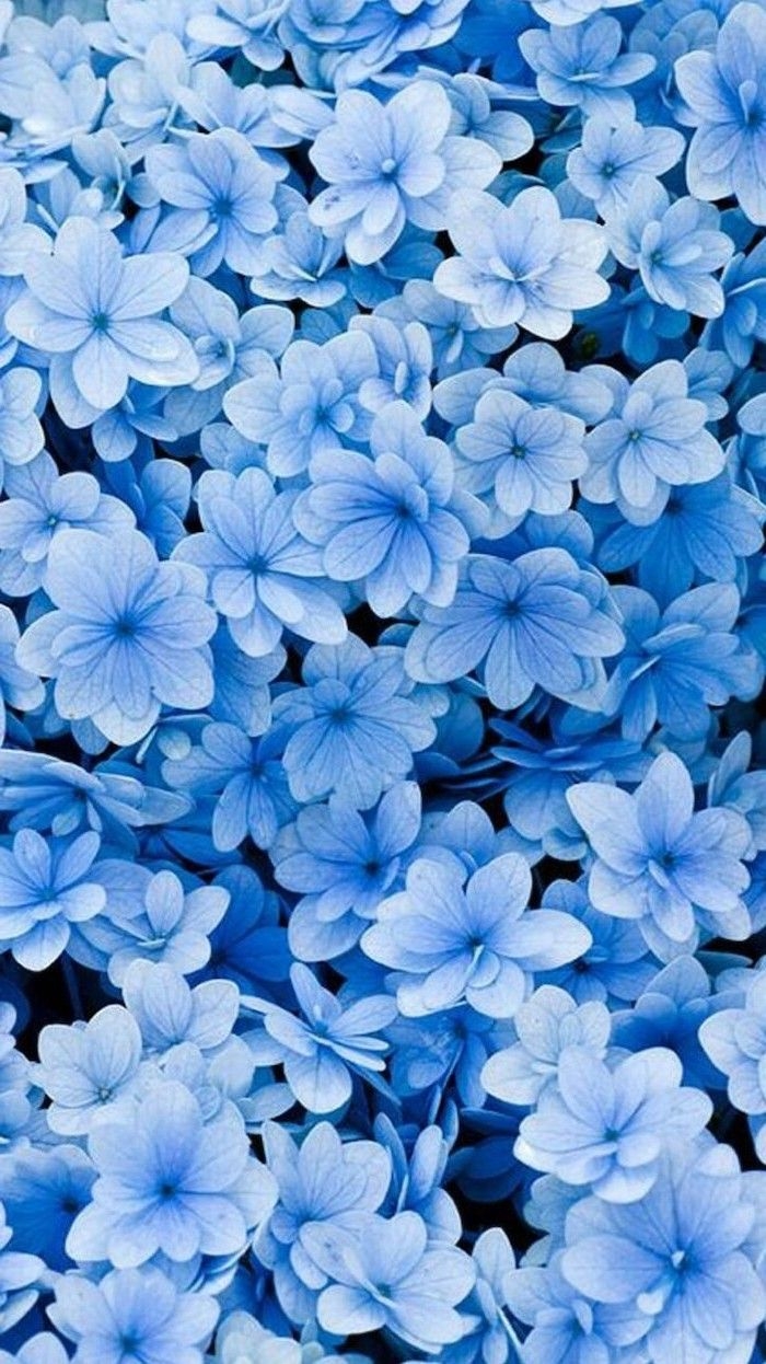 700x1250 little blue flowers, floral phone wallpaper, phone background, spring image. Spring wallpaper, Blue flower wallpaper, Blue wallpaper, Phone